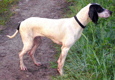 ARIEGEOIS